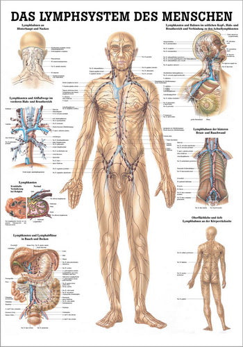 Lymphsystem des Menschen (Poster 24cm x 34cm)