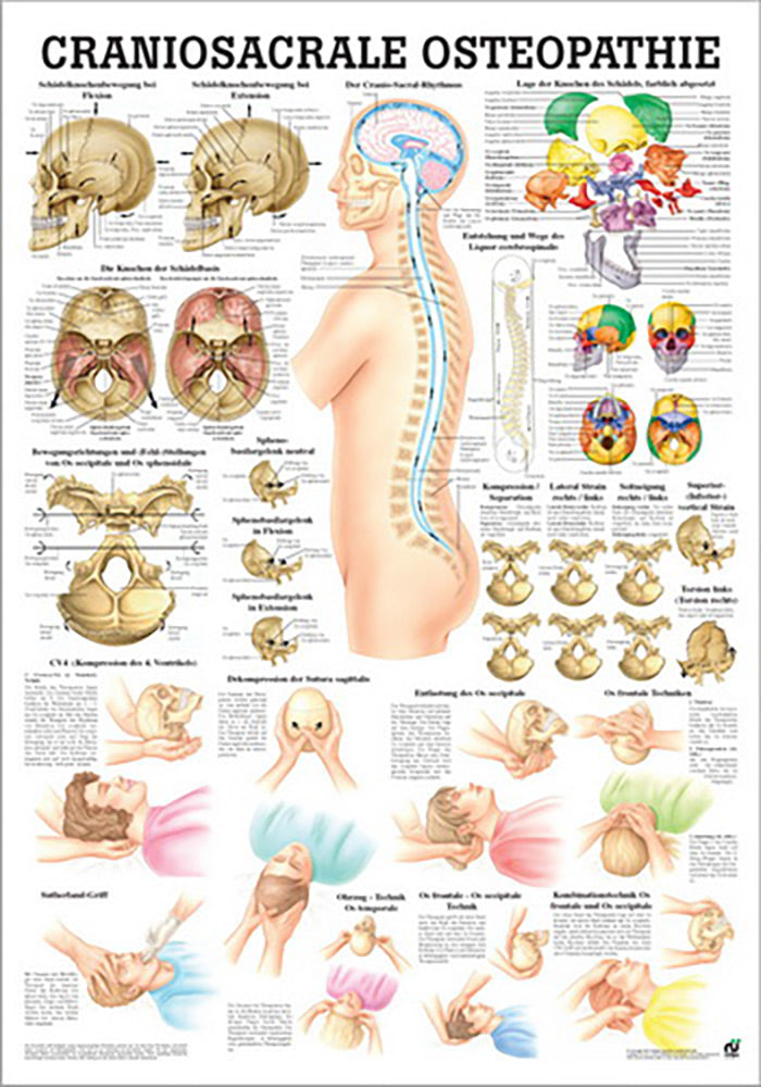 Craniosacrale Osteopathie (Poster 24cm x 34cm)