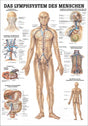 Lymphsystem des Menschen (Poster 24cm x 34cm)