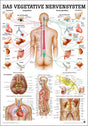 Das Vegetative Nervensystem (Poster 24cm x 34cm)