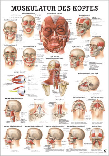 Muskulatur des Kopfes (Poster 24cm x 34cm)