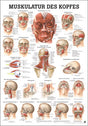 Muskulatur des Kopfes (Poster 50cm x 70cm)