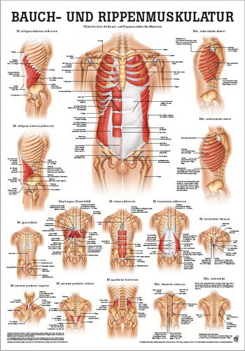 Bauch- und Rippenmuskulatur (Poster 24cm x 34cm)