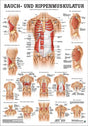 Bauch- und Rippenmuskulatur (Poster 24cm x 34cm)