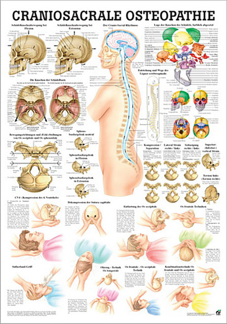 Craniosacrale Osteopathie (Poster 24cm x 34cm)