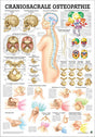 Craniosacrale Osteopathie (Poster 24cm x 34cm)